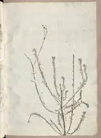 An illustration from Recherche curieuses des plantes qui croissent autour de Chantilly (1661)