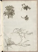 An illustration from Recherche curieuses des plantes qui croissent autour de Chantilly (1661)