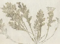 An illustration from Recherche curieuses des plantes qui croissent autour de Chantilly (1661)