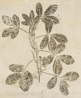 An illustration from Recherche curieuses des plantes qui croissent autour de Chantilly (1661)