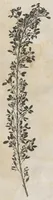 An illustration from Recherche curieuses des plantes qui croissent autour de Chantilly (1661)