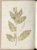 An illustration from Recherche curieuses des plantes qui croissent autour de Chantilly (1661)