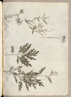 An illustration from Recherche curieuses des plantes qui croissent autour de Chantilly (1661)