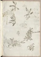 An illustration from Recherche curieuses des plantes qui croissent autour de Chantilly (1661)