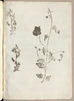 Picture 21 of 21 from Recherche curieuses des plantes qui croissent autour de Chantilly (1661), leaf 246