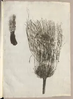 Picture 1 of 21 from Recherche curieuses des plantes qui croissent autour de Chantilly (1661), leaf 26
