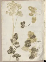 Picture 2 of 21 from Recherche curieuses des plantes qui croissent autour de Chantilly (1661), leaf 33