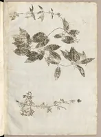An illustration from Recherche curieuses des plantes qui croissent autour de Chantilly (1661)
