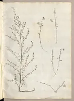 An illustration from Recherche curieuses des plantes qui croissent autour de Chantilly (1661)