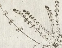 An illustration from Recherche curieuses des plantes qui croissent autour de Chantilly (1661)