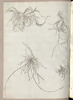 An illustration from Recherche curieuses des plantes qui croissent autour de Chantilly (1661)