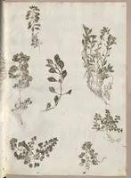 An illustration from Recherche curieuses des plantes qui croissent autour de Chantilly (1661)