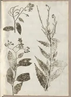 Picture 9 of 21 from Recherche curieuses des plantes qui croissent autour de Chantilly (1661), leaf 98