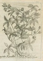 An illustration from Histoire générale des drogues, traitant des plantes, des animaux, & des mineraux ; ouvrage enrichy de plus de quatre cent figures en taille-douce tirées d'aprés nature ; avec un discours qui explique leurs differens noms, les pays d'où elles viennent, la maniere de connoître les veritables d'avec les falsifiées, & leurs proprietez, où l'on découvre l'erreur des anciens & des modernes...par le sieur Pierre Pomet.... (1694)