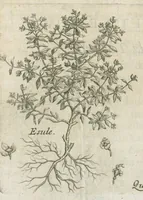 An illustration from Histoire générale des drogues, traitant des plantes, des animaux, & des mineraux ; ouvrage enrichy de plus de quatre cent figures en taille-douce tirées d'aprés nature ; avec un discours qui explique leurs differens noms, les pays d'où elles viennent, la maniere de connoître les veritables d'avec les falsifiées, & leurs proprietez, où l'on découvre l'erreur des anciens & des modernes...par le sieur Pierre Pomet.... (1694)