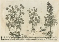 An illustration from Histoire générale des drogues, traitant des plantes, des animaux, & des mineraux ; ouvrage enrichy de plus de quatre cent figures en taille-douce tirées d'aprés nature ; avec un discours qui explique leurs differens noms, les pays d'où elles viennent, la maniere de connoître les veritables d'avec les falsifiées, & leurs proprietez, où l'on découvre l'erreur des anciens & des modernes...par le sieur Pierre Pomet.... (1694)