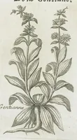 An illustration from Histoire générale des drogues, traitant des plantes, des animaux, & des mineraux ; ouvrage enrichy de plus de quatre cent figures en taille-douce tirées d'aprés nature ; avec un discours qui explique leurs differens noms, les pays d'où elles viennent, la maniere de connoître les veritables d'avec les falsifiées, & leurs proprietez, où l'on découvre l'erreur des anciens & des modernes...par le sieur Pierre Pomet.... (1694)
