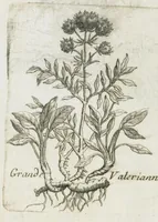 An illustration from Histoire générale des drogues, traitant des plantes, des animaux, & des mineraux ; ouvrage enrichy de plus de quatre cent figures en taille-douce tirées d'aprés nature ; avec un discours qui explique leurs differens noms, les pays d'où elles viennent, la maniere de connoître les veritables d'avec les falsifiées, & leurs proprietez, où l'on découvre l'erreur des anciens & des modernes...par le sieur Pierre Pomet.... (1694)
