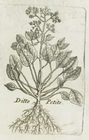 Picture 15 of 63 from Histoire générale des drogues, traitant des plantes, des animaux, & des mineraux ; ouvrage enrichy de plus de quatre cent figures en taille-douce tirées d'aprés nature ; avec un discours qui explique leurs differens noms, les pays d'où elles viennent, la maniere de connoître les veritables d'avec les falsifiées, & leurs proprietez, où l'on découvre l'erreur des anciens & des modernes...par le sieur Pierre Pomet.... (1694), leaf 113