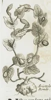 An illustration from Histoire générale des drogues, traitant des plantes, des animaux, & des mineraux ; ouvrage enrichy de plus de quatre cent figures en taille-douce tirées d'aprés nature ; avec un discours qui explique leurs differens noms, les pays d'où elles viennent, la maniere de connoître les veritables d'avec les falsifiées, & leurs proprietez, où l'on découvre l'erreur des anciens & des modernes...par le sieur Pierre Pomet.... (1694)