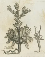 An illustration from Histoire générale des drogues, traitant des plantes, des animaux, & des mineraux ; ouvrage enrichy de plus de quatre cent figures en taille-douce tirées d'aprés nature ; avec un discours qui explique leurs differens noms, les pays d'où elles viennent, la maniere de connoître les veritables d'avec les falsifiées, & leurs proprietez, où l'on découvre l'erreur des anciens & des modernes...par le sieur Pierre Pomet.... (1694)