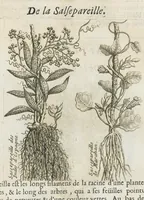 Picture 19 of 63 from Histoire générale des drogues, traitant des plantes, des animaux, & des mineraux ; ouvrage enrichy de plus de quatre cent figures en taille-douce tirées d'aprés nature ; avec un discours qui explique leurs differens noms, les pays d'où elles viennent, la maniere de connoître les veritables d'avec les falsifiées, & leurs proprietez, où l'on découvre l'erreur des anciens & des modernes...par le sieur Pierre Pomet.... (1694), leaf 122
