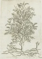 An illustration from Histoire générale des drogues, traitant des plantes, des animaux, & des mineraux ; ouvrage enrichy de plus de quatre cent figures en taille-douce tirées d'aprés nature ; avec un discours qui explique leurs differens noms, les pays d'où elles viennent, la maniere de connoître les veritables d'avec les falsifiées, & leurs proprietez, où l'on découvre l'erreur des anciens & des modernes...par le sieur Pierre Pomet.... (1694)