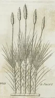 An illustration from Histoire générale des drogues, traitant des plantes, des animaux, & des mineraux ; ouvrage enrichy de plus de quatre cent figures en taille-douce tirées d'aprés nature ; avec un discours qui explique leurs differens noms, les pays d'où elles viennent, la maniere de connoître les veritables d'avec les falsifiées, & leurs proprietez, où l'on découvre l'erreur des anciens & des modernes...par le sieur Pierre Pomet.... (1694)