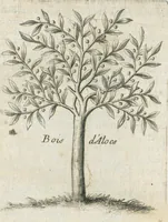An illustration from Histoire générale des drogues, traitant des plantes, des animaux, & des mineraux ; ouvrage enrichy de plus de quatre cent figures en taille-douce tirées d'aprés nature ; avec un discours qui explique leurs differens noms, les pays d'où elles viennent, la maniere de connoître les veritables d'avec les falsifiées, & leurs proprietez, où l'on découvre l'erreur des anciens & des modernes...par le sieur Pierre Pomet.... (1694)