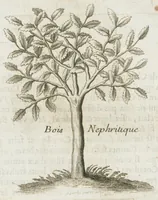 An illustration from Histoire générale des drogues, traitant des plantes, des animaux, & des mineraux ; ouvrage enrichy de plus de quatre cent figures en taille-douce tirées d'aprés nature ; avec un discours qui explique leurs differens noms, les pays d'où elles viennent, la maniere de connoître les veritables d'avec les falsifiées, & leurs proprietez, où l'on découvre l'erreur des anciens & des modernes...par le sieur Pierre Pomet.... (1694)