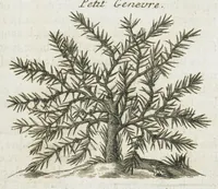 An illustration from Histoire générale des drogues, traitant des plantes, des animaux, & des mineraux ; ouvrage enrichy de plus de quatre cent figures en taille-douce tirées d'aprés nature ; avec un discours qui explique leurs differens noms, les pays d'où elles viennent, la maniere de connoître les veritables d'avec les falsifiées, & leurs proprietez, où l'on découvre l'erreur des anciens & des modernes...par le sieur Pierre Pomet.... (1694)