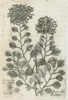 An illustration from Histoire générale des drogues, traitant des plantes, des animaux, & des mineraux ; ouvrage enrichy de plus de quatre cent figures en taille-douce tirées d'aprés nature ; avec un discours qui explique leurs differens noms, les pays d'où elles viennent, la maniere de connoître les veritables d'avec les falsifiées, & leurs proprietez, où l'on découvre l'erreur des anciens & des modernes...par le sieur Pierre Pomet.... (1694)
