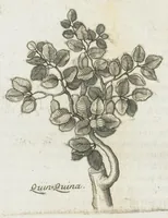 Picture 27 of 63 from Histoire générale des drogues, traitant des plantes, des animaux, & des mineraux ; ouvrage enrichy de plus de quatre cent figures en taille-douce tirées d'aprés nature ; avec un discours qui explique leurs differens noms, les pays d'où elles viennent, la maniere de connoître les veritables d'avec les falsifiées, & leurs proprietez, où l'on découvre l'erreur des anciens & des modernes...par le sieur Pierre Pomet.... (1694), leaf 168