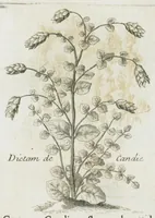 An illustration from Histoire générale des drogues, traitant des plantes, des animaux, & des mineraux ; ouvrage enrichy de plus de quatre cent figures en taille-douce tirées d'aprés nature ; avec un discours qui explique leurs differens noms, les pays d'où elles viennent, la maniere de connoître les veritables d'avec les falsifiées, & leurs proprietez, où l'on découvre l'erreur des anciens & des modernes...par le sieur Pierre Pomet.... (1694)