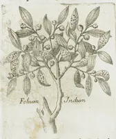 An illustration from Histoire générale des drogues, traitant des plantes, des animaux, & des mineraux ; ouvrage enrichy de plus de quatre cent figures en taille-douce tirées d'aprés nature ; avec un discours qui explique leurs differens noms, les pays d'où elles viennent, la maniere de connoître les veritables d'avec les falsifiées, & leurs proprietez, où l'on découvre l'erreur des anciens & des modernes...par le sieur Pierre Pomet.... (1694)