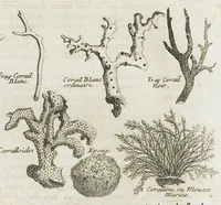 An illustration from Histoire générale des drogues, traitant des plantes, des animaux, & des mineraux ; ouvrage enrichy de plus de quatre cent figures en taille-douce tirées d'aprés nature ; avec un discours qui explique leurs differens noms, les pays d'où elles viennent, la maniere de connoître les veritables d'avec les falsifiées, & leurs proprietez, où l'on découvre l'erreur des anciens & des modernes...par le sieur Pierre Pomet.... (1694)