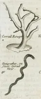 An illustration from Histoire générale des drogues, traitant des plantes, des animaux, & des mineraux ; ouvrage enrichy de plus de quatre cent figures en taille-douce tirées d'aprés nature ; avec un discours qui explique leurs differens noms, les pays d'où elles viennent, la maniere de connoître les veritables d'avec les falsifiées, & leurs proprietez, où l'on découvre l'erreur des anciens & des modernes...par le sieur Pierre Pomet.... (1694)