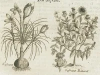 An illustration from Histoire générale des drogues, traitant des plantes, des animaux, & des mineraux ; ouvrage enrichy de plus de quatre cent figures en taille-douce tirées d'aprés nature ; avec un discours qui explique leurs differens noms, les pays d'où elles viennent, la maniere de connoître les veritables d'avec les falsifiées, & leurs proprietez, où l'on découvre l'erreur des anciens & des modernes...par le sieur Pierre Pomet.... (1694)
