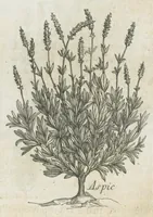 An illustration from Histoire générale des drogues, traitant des plantes, des animaux, & des mineraux ; ouvrage enrichy de plus de quatre cent figures en taille-douce tirées d'aprés nature ; avec un discours qui explique leurs differens noms, les pays d'où elles viennent, la maniere de connoître les veritables d'avec les falsifiées, & leurs proprietez, où l'on découvre l'erreur des anciens & des modernes...par le sieur Pierre Pomet.... (1694)