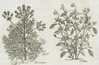 An illustration from Histoire générale des drogues, traitant des plantes, des animaux, & des mineraux ; ouvrage enrichy de plus de quatre cent figures en taille-douce tirées d'aprés nature ; avec un discours qui explique leurs differens noms, les pays d'où elles viennent, la maniere de connoître les veritables d'avec les falsifiées, & leurs proprietez, où l'on découvre l'erreur des anciens & des modernes...par le sieur Pierre Pomet.... (1694)