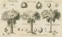 An illustration from Histoire générale des drogues, traitant des plantes, des animaux, & des mineraux ; ouvrage enrichy de plus de quatre cent figures en taille-douce tirées d'aprés nature ; avec un discours qui explique leurs differens noms, les pays d'où elles viennent, la maniere de connoître les veritables d'avec les falsifiées, & leurs proprietez, où l'on découvre l'erreur des anciens & des modernes...par le sieur Pierre Pomet.... (1694)