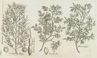 An illustration from Histoire générale des drogues, traitant des plantes, des animaux, & des mineraux ; ouvrage enrichy de plus de quatre cent figures en taille-douce tirées d'aprés nature ; avec un discours qui explique leurs differens noms, les pays d'où elles viennent, la maniere de connoître les veritables d'avec les falsifiées, & leurs proprietez, où l'on découvre l'erreur des anciens & des modernes...par le sieur Pierre Pomet.... (1694)