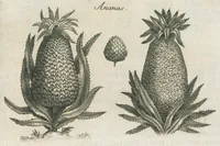 An illustration from Histoire générale des drogues, traitant des plantes, des animaux, & des mineraux ; ouvrage enrichy de plus de quatre cent figures en taille-douce tirées d'aprés nature ; avec un discours qui explique leurs differens noms, les pays d'où elles viennent, la maniere de connoître les veritables d'avec les falsifiées, & leurs proprietez, où l'on découvre l'erreur des anciens & des modernes...par le sieur Pierre Pomet.... (1694)
