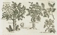 An illustration from Histoire générale des drogues, traitant des plantes, des animaux, & des mineraux ; ouvrage enrichy de plus de quatre cent figures en taille-douce tirées d'aprés nature ; avec un discours qui explique leurs differens noms, les pays d'où elles viennent, la maniere de connoître les veritables d'avec les falsifiées, & leurs proprietez, où l'on découvre l'erreur des anciens & des modernes...par le sieur Pierre Pomet.... (1694)