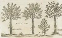 An illustration from Histoire générale des drogues, traitant des plantes, des animaux, & des mineraux ; ouvrage enrichy de plus de quatre cent figures en taille-douce tirées d'aprés nature ; avec un discours qui explique leurs differens noms, les pays d'où elles viennent, la maniere de connoître les veritables d'avec les falsifiées, & leurs proprietez, où l'on découvre l'erreur des anciens & des modernes...par le sieur Pierre Pomet.... (1694)