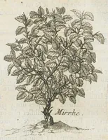 An illustration from Histoire générale des drogues, traitant des plantes, des animaux, & des mineraux ; ouvrage enrichy de plus de quatre cent figures en taille-douce tirées d'aprés nature ; avec un discours qui explique leurs differens noms, les pays d'où elles viennent, la maniere de connoître les veritables d'avec les falsifiées, & leurs proprietez, où l'on découvre l'erreur des anciens & des modernes...par le sieur Pierre Pomet.... (1694)
