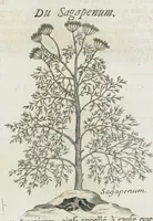 An illustration from Histoire générale des drogues, traitant des plantes, des animaux, & des mineraux ; ouvrage enrichy de plus de quatre cent figures en taille-douce tirées d'aprés nature ; avec un discours qui explique leurs differens noms, les pays d'où elles viennent, la maniere de connoître les veritables d'avec les falsifiées, & leurs proprietez, où l'on découvre l'erreur des anciens & des modernes...par le sieur Pierre Pomet.... (1694)