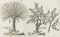Picture 46 of 63 from Histoire générale des drogues, traitant des plantes, des animaux, & des mineraux ; ouvrage enrichy de plus de quatre cent figures en taille-douce tirées d'aprés nature ; avec un discours qui explique leurs differens noms, les pays d'où elles viennent, la maniere de connoître les veritables d'avec les falsifiées, & leurs proprietez, où l'on découvre l'erreur des anciens & des modernes...par le sieur Pierre Pomet.... (1694), leaf 327