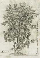 An illustration from Histoire générale des drogues, traitant des plantes, des animaux, & des mineraux ; ouvrage enrichy de plus de quatre cent figures en taille-douce tirées d'aprés nature ; avec un discours qui explique leurs differens noms, les pays d'où elles viennent, la maniere de connoître les veritables d'avec les falsifiées, & leurs proprietez, où l'on découvre l'erreur des anciens & des modernes...par le sieur Pierre Pomet.... (1694)