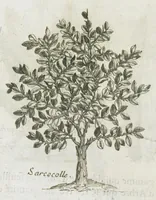 An illustration from Histoire générale des drogues, traitant des plantes, des animaux, & des mineraux ; ouvrage enrichy de plus de quatre cent figures en taille-douce tirées d'aprés nature ; avec un discours qui explique leurs differens noms, les pays d'où elles viennent, la maniere de connoître les veritables d'avec les falsifiées, & leurs proprietez, où l'on découvre l'erreur des anciens & des modernes...par le sieur Pierre Pomet.... (1694)